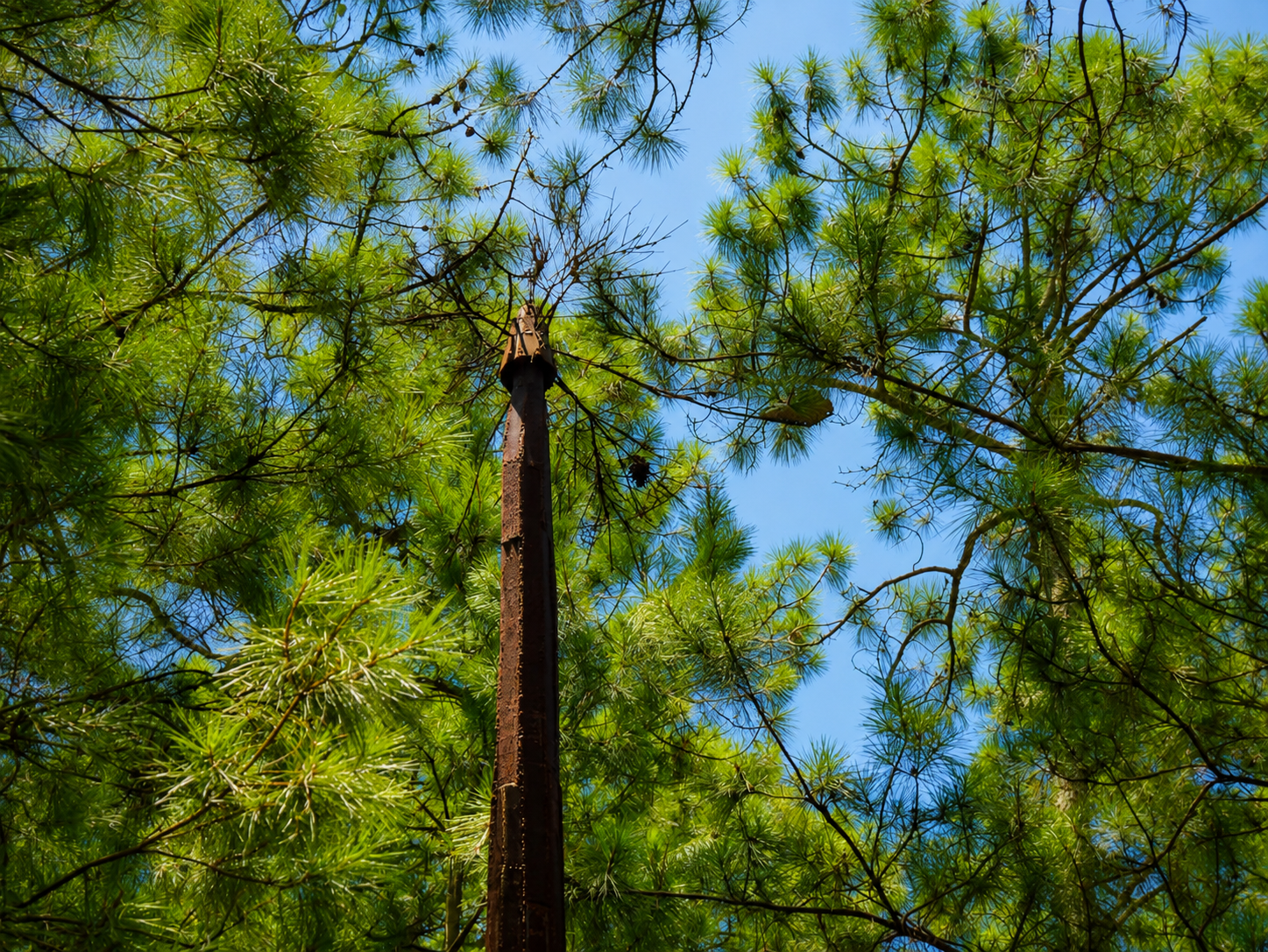 Listening to the Pine Wind (4).png